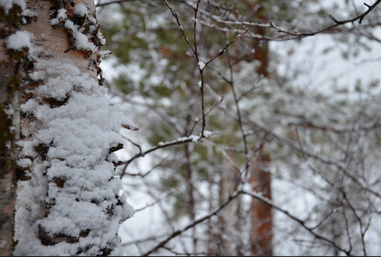 birch tree with snow adhering it bark