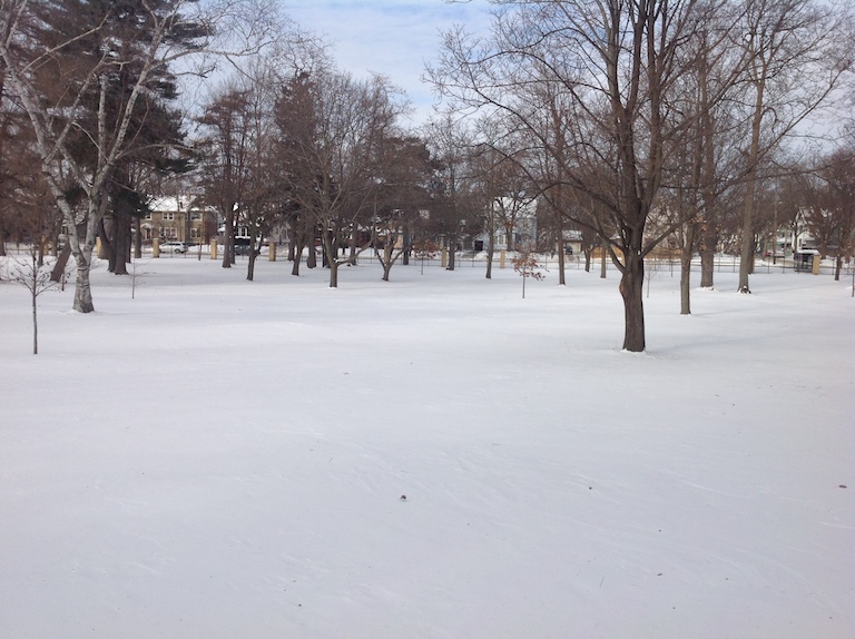 fresh untodden snow in field