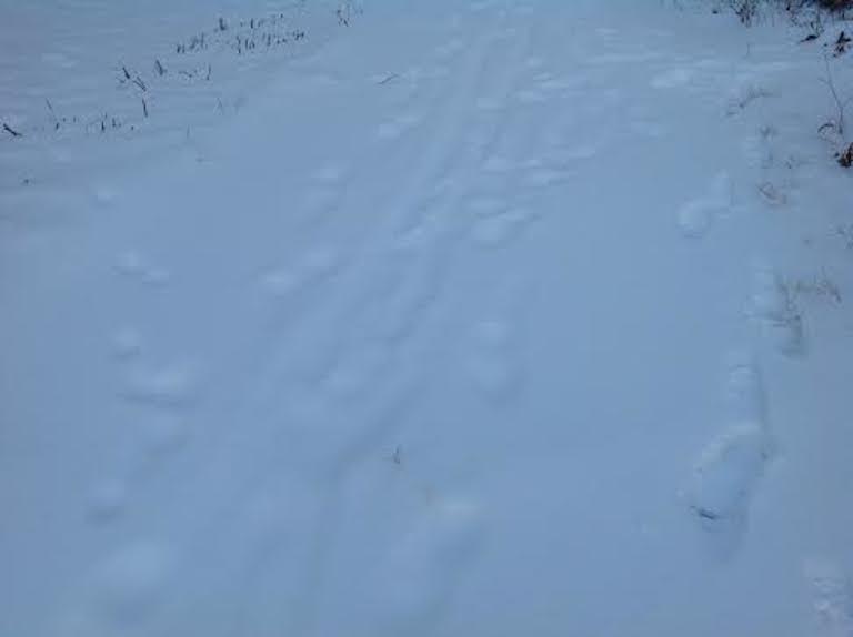 tracks visible beneath new layer of snow--doalle