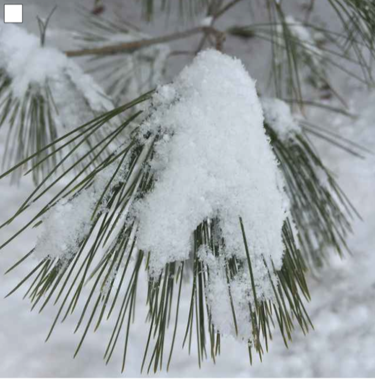 habllek on pine needles