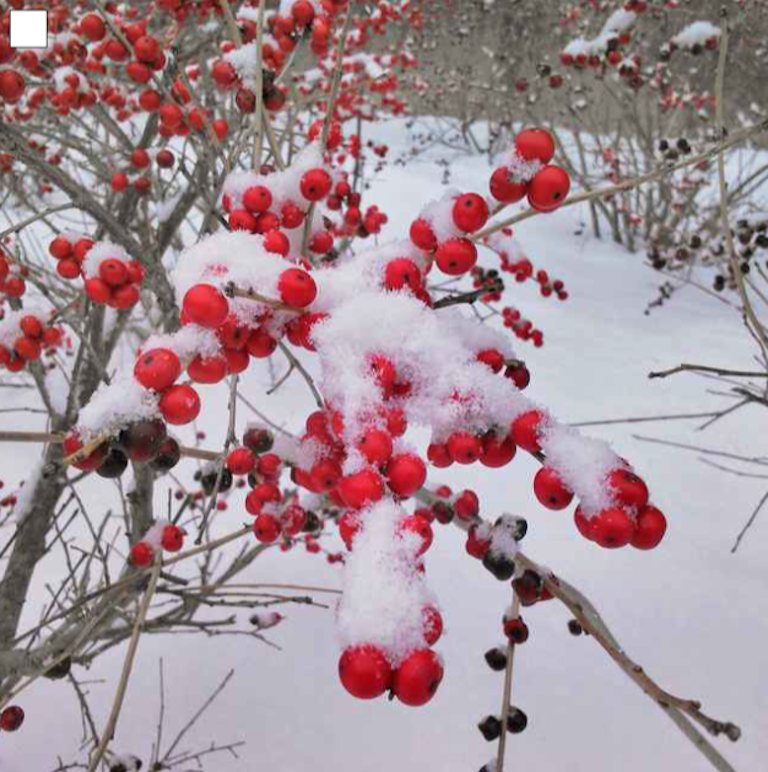 hallek on red berries