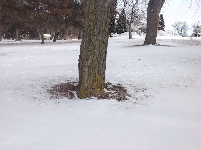 bare area at base of tree