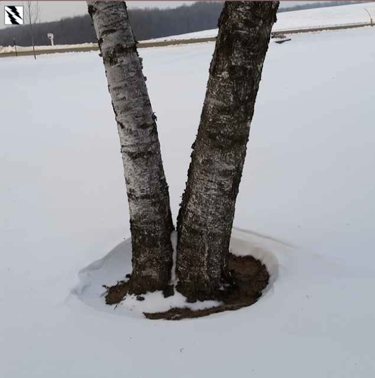 birch tree with snow gone from around base