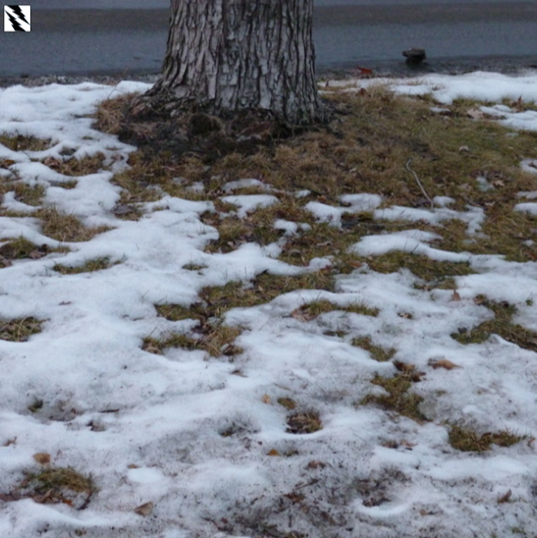 snowless area underneath tree