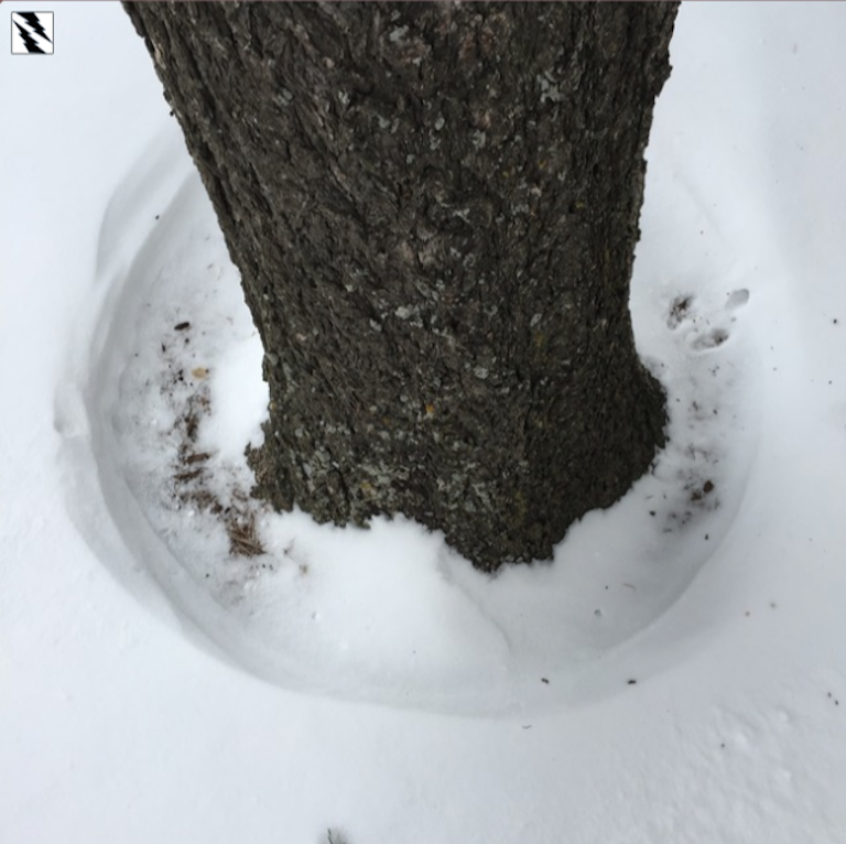 snowless area at base of tree, viewed vertically