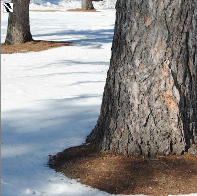bare patch at base of tree