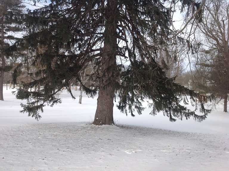 area of little snow beneath tree
