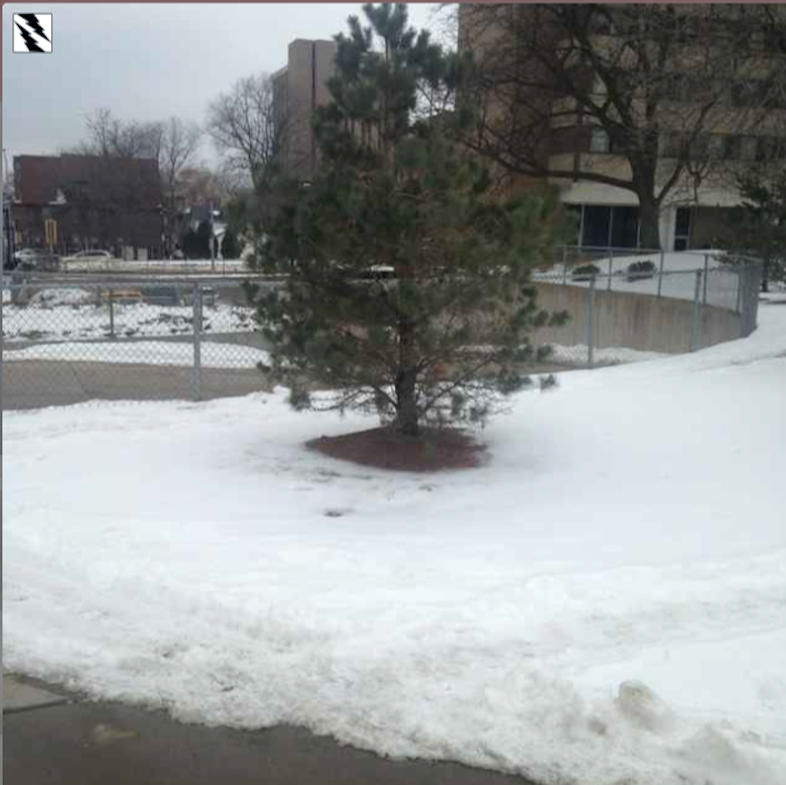 small pine tree without snow beneath it