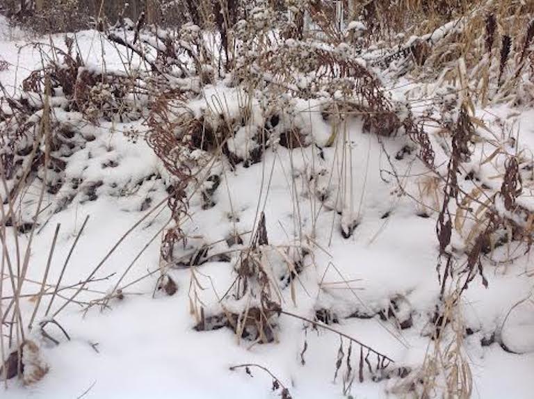 thin layer of snow barely coating meadow grass