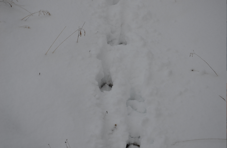 reindeer prints in soft snow