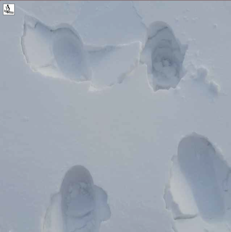 animal prints breaking through ruhtta snow