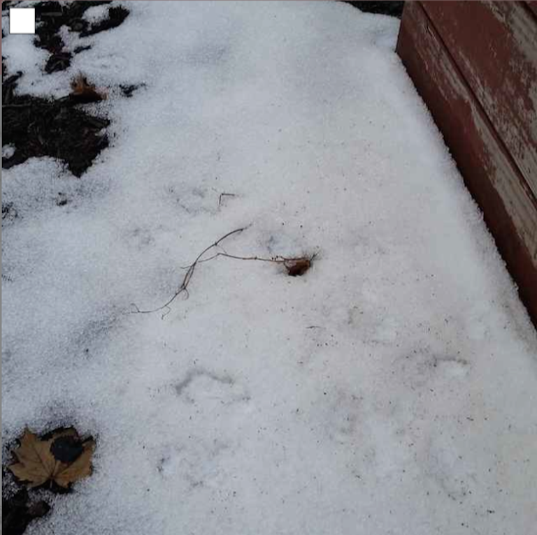 close up view of granular snow