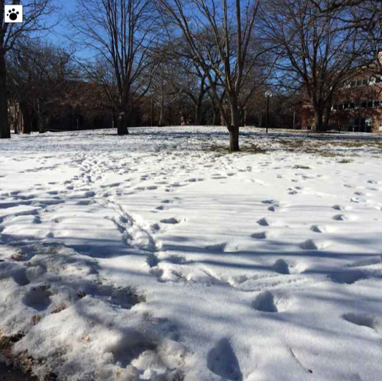 field with soft melting snow