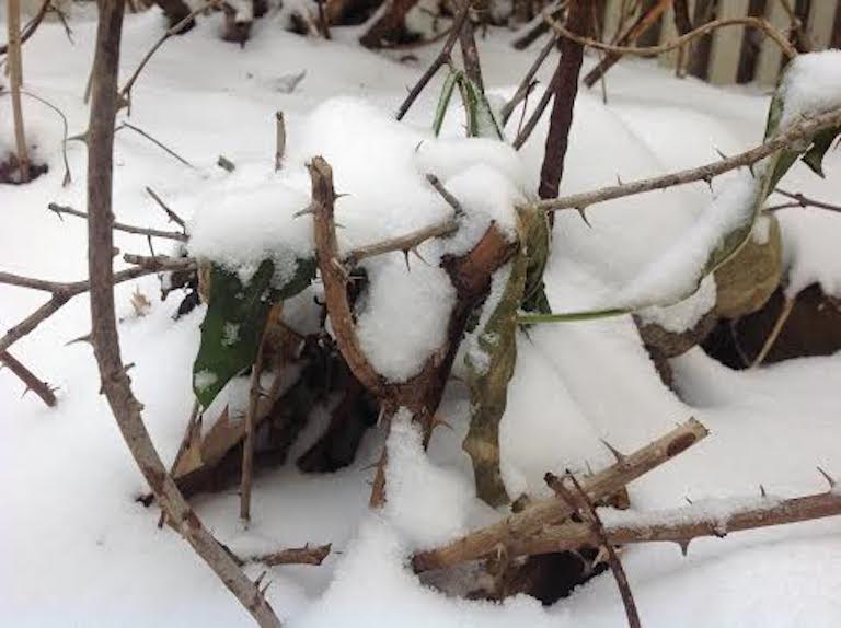 light loose snow on the base of a rose plant