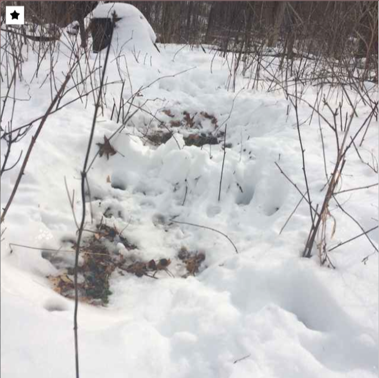 area dug up by deer