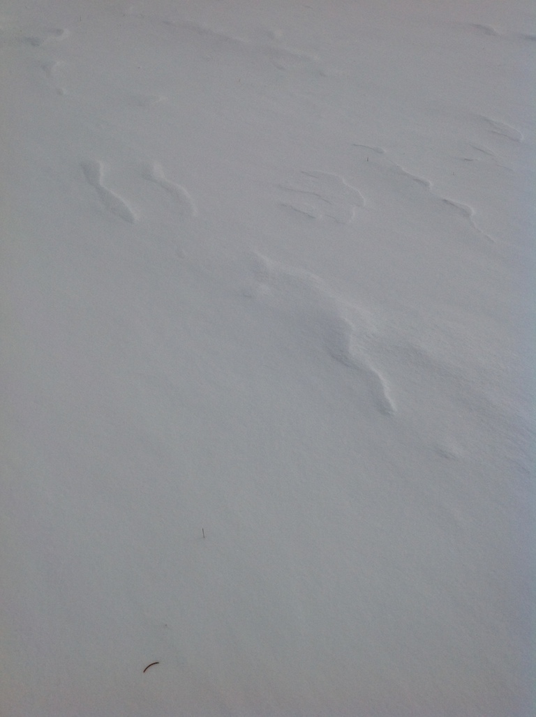 tracks raised above surface of snow