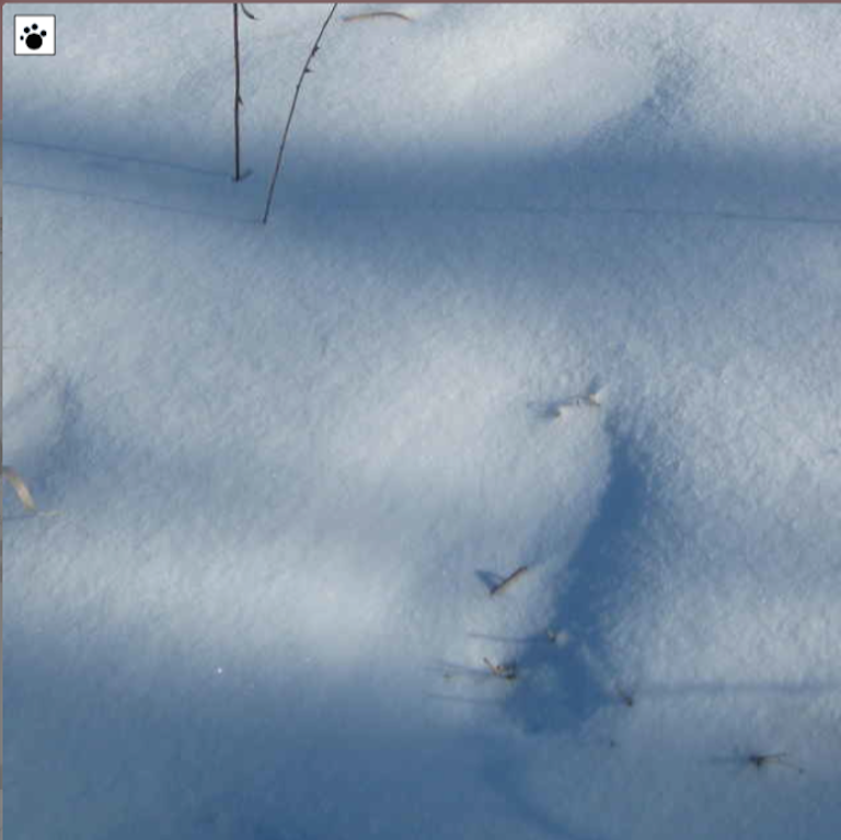 raised tracks in snow