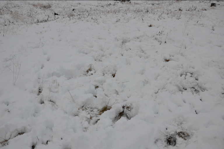 pawed up snow, near Pielpäpärvi, Finland