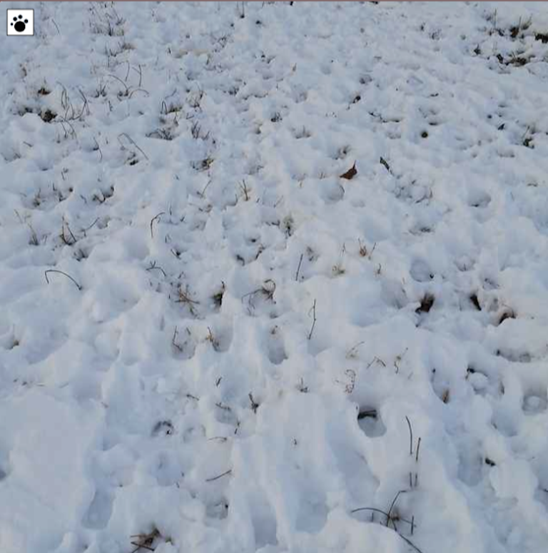 hoof prints in snow