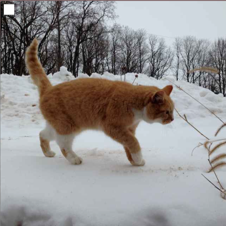 cat walking on surface of snow