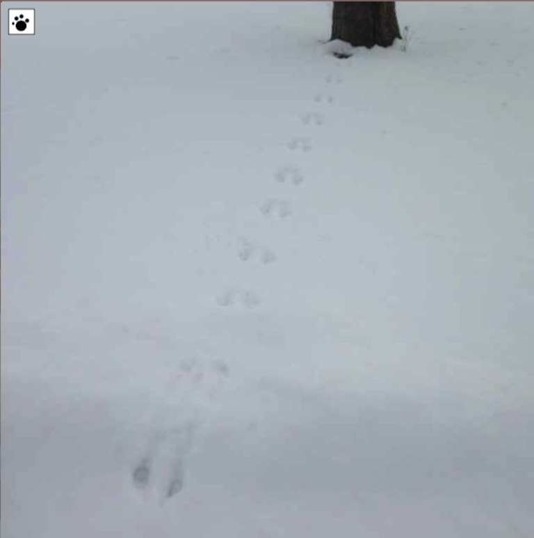 prints of smalll animal leading to tree