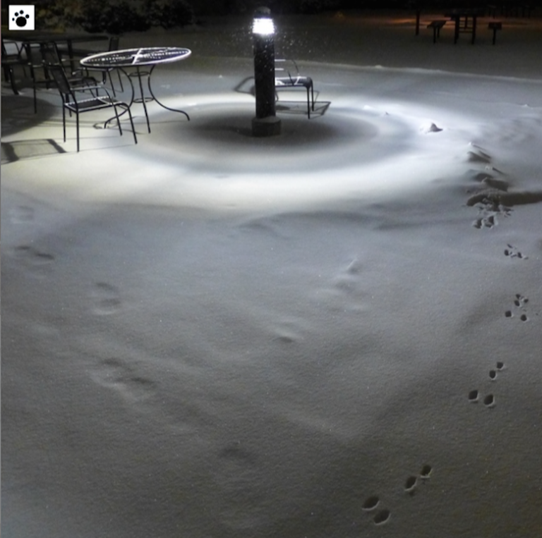 night view of rabbit tracks on fresh snow