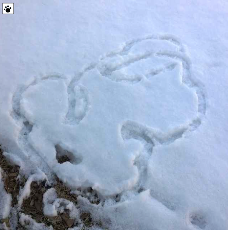 small animal tracks in a circle on fresh snow