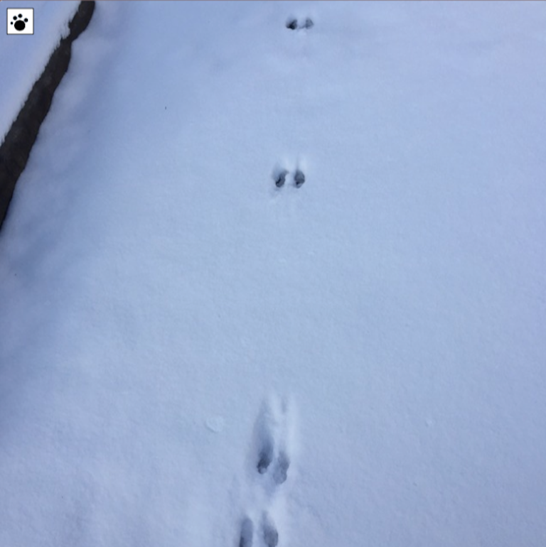 hoof prints in fresh snow