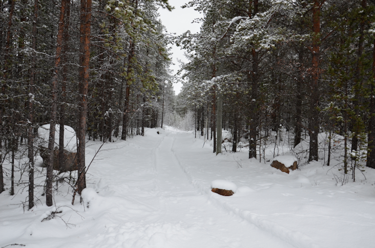path through a snowy forest showing tracks of snowmobile