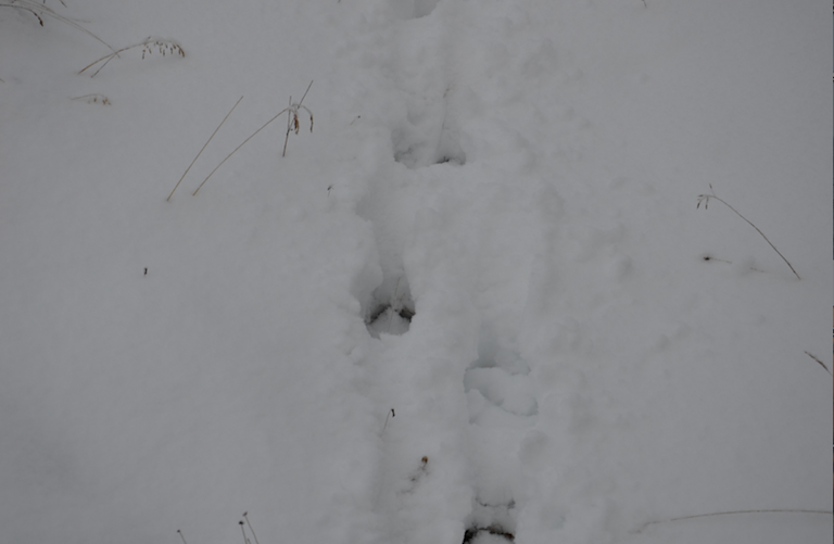 reindeer prints in soft deep snow