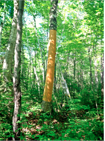 Birch tree with long length of bark removed